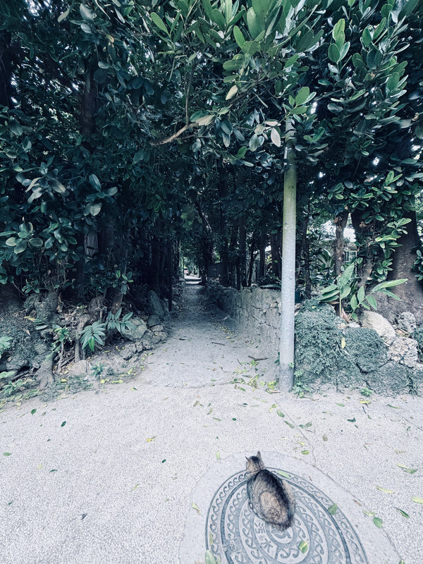 A cat on a forest path